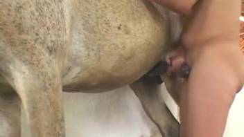 Bestiality porn