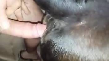 Man deep fucks his cow and enjoys quality zoophilia anal