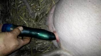 Pig hole getting fucked by a huge dildo on camera