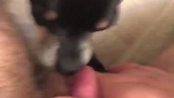 Dude's hairy cock getting licked by a sexy dog