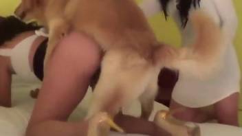 Hot women are enjoying hardcore fucking with animals