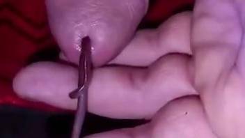 Insolent man inserts worms into his penis