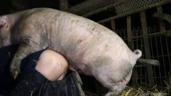 Pig fucking a lovely dude with tortured balls