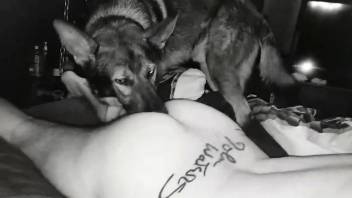 German sheppard fucks tight man in the ass during hot cam XXX