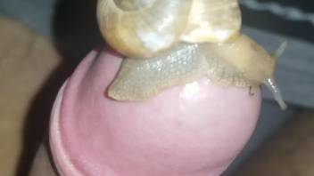 Snails pleasuring a delicious uncut dick in POV