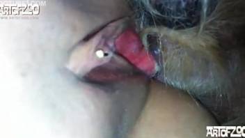 Brown dog fucks this slut's holes, doggy style