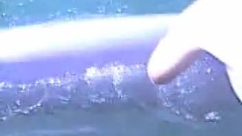Recording massive fish and stroking a dolphin's odd elongated penis