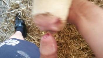 Cow licks man's big dick in excellent amateur zoo POV