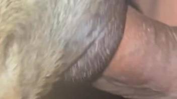 Veiny penis broadening a beast's hole up close