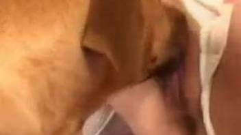 Horny as fuck dog banged a bitchy female