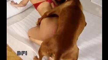 Hot blonde loves the dog fucking her moist pussy