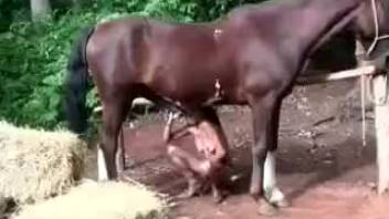 Stunning horse fucks with a good girl