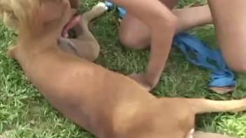 dog and girl sex video in the meadow