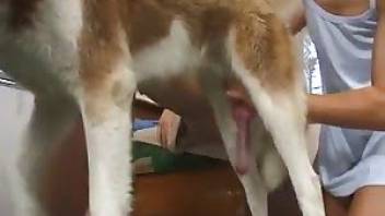 Free dog sex videos with a handjob