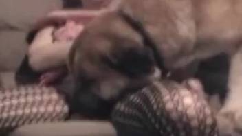 Submissive girl fucks a dog hard