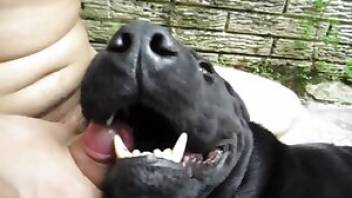 Latino man fucks dog outdoors. Free bestiality and animal porn