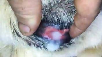 Man fucking dog and cumming inside too