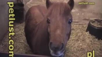 Fat famrer zoophile undresses just to fuck his lovely horse